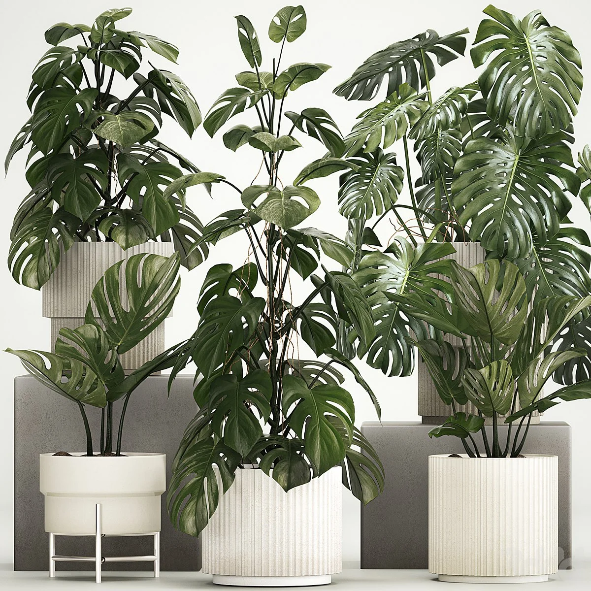 A beautiful interior plant in a modern flowerpot and a decorative monstera bush. Plant collection 1213